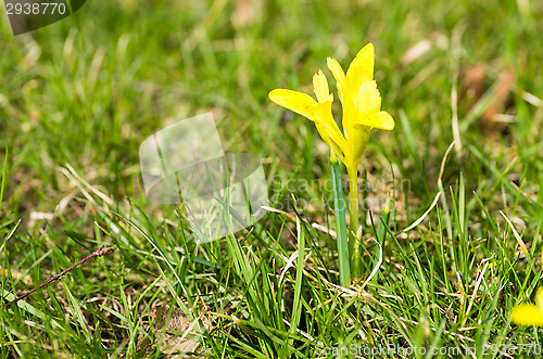 Image of Iris