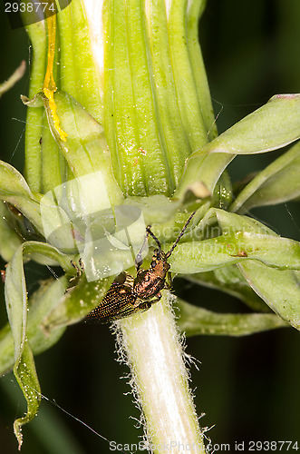 Image of Beetle