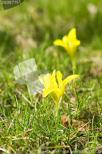Image of Yellow flowers