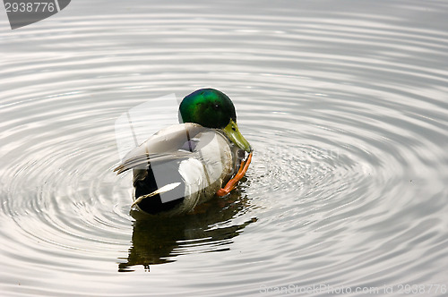 Image of Duck