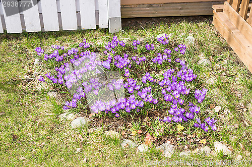 Image of Crocus