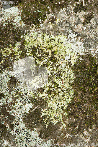 Image of Lichen