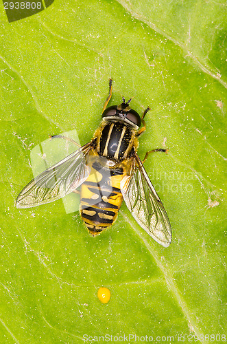 Image of Hoverfly