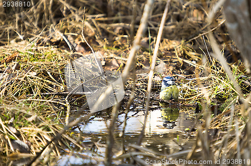 Image of Parus major