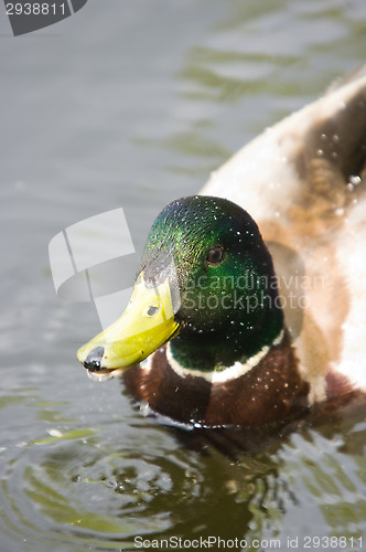 Image of Duck