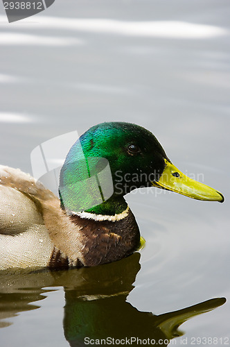 Image of Duck