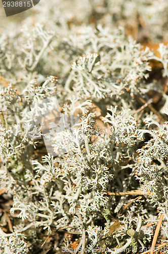 Image of Lichen