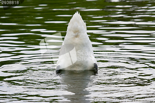 Image of Swan