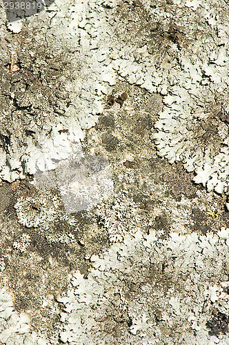 Image of Lichen