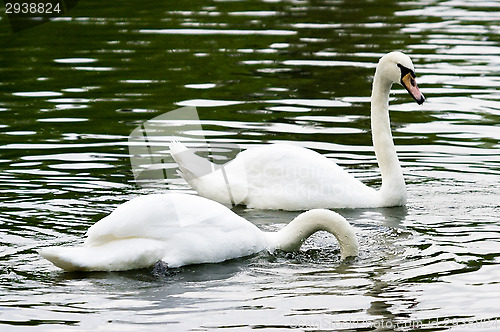 Image of Swans