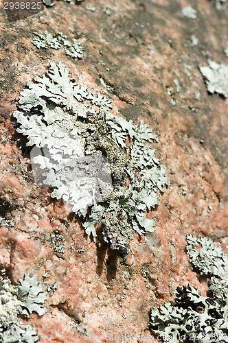 Image of Lichen