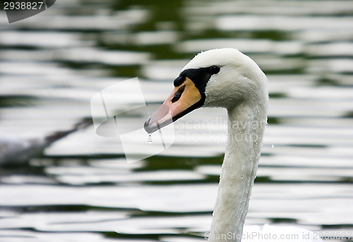 Image of Swan