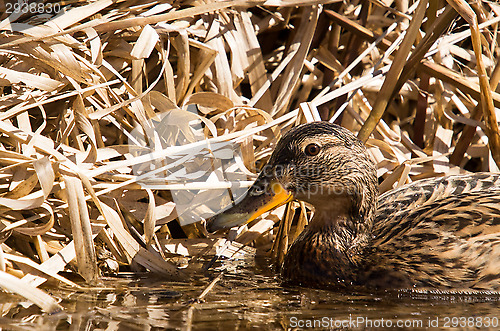 Image of Duck