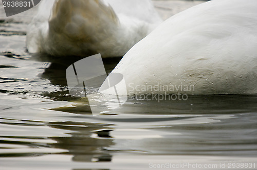 Image of Swans