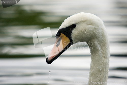 Image of Swan