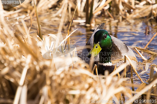 Image of Duck