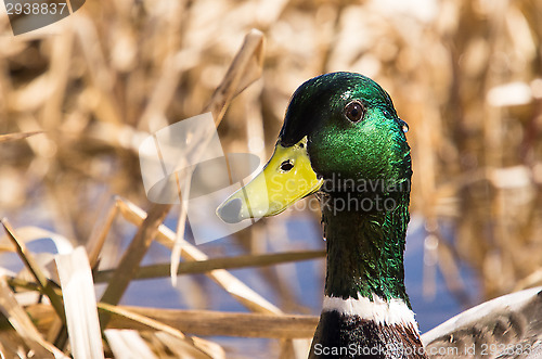 Image of Duck