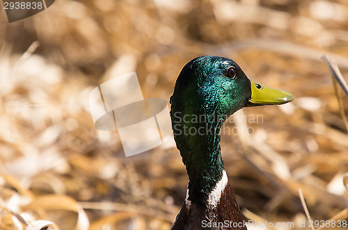 Image of Duck