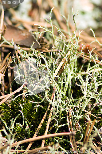 Image of Lichen and moss