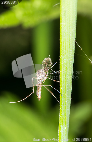 Image of Mosquito