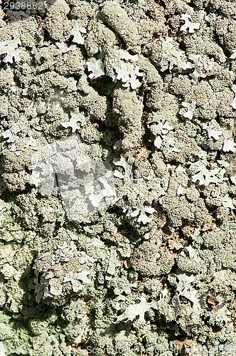 Image of Lichen