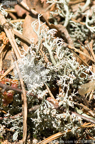 Image of Lichen