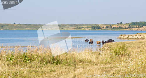 Image of Cows in the water