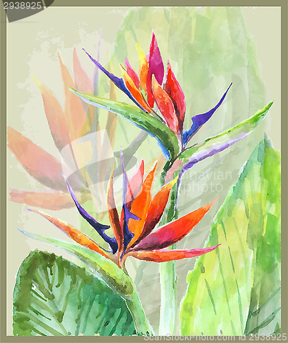 Image of Greeting card with Bird of Paradise flowers. Illustration tropic