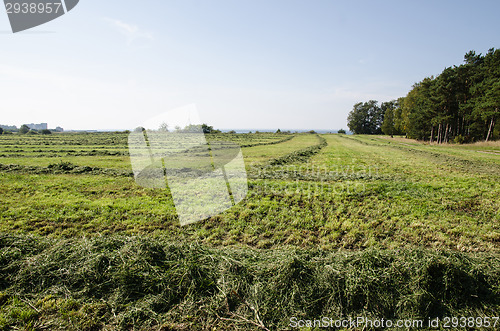 Image of Cut hay in rows at a green field