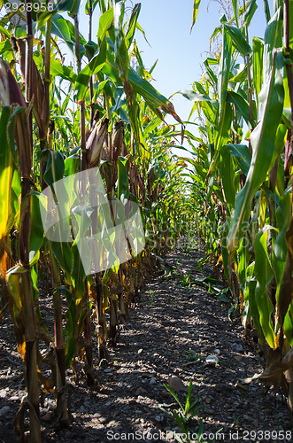 Image of Rows in a corn field