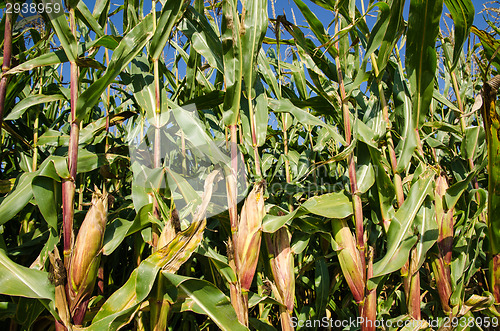 Image of Growing plants in a corn field