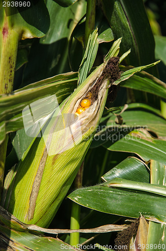 Image of Almost ripe corn ear