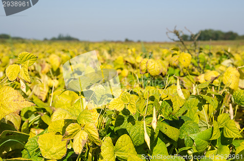 Image of Growing brown beans