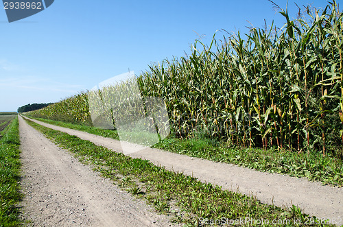 Image of Corn field by a country road