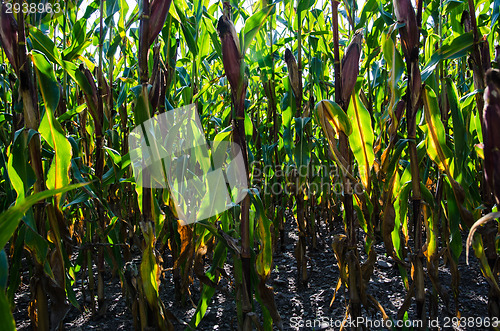 Image of Deep in a backlit corn field