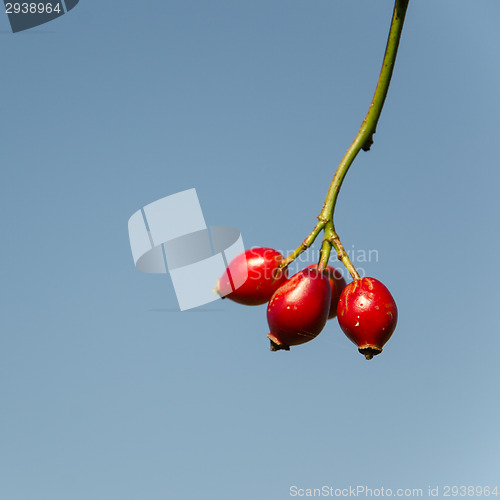 Image of Ripe rosehips at a twig