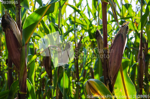Image of Ripe maize ears in a corn field