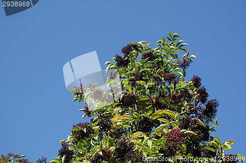 Image of Growing elderberries in top of a bush