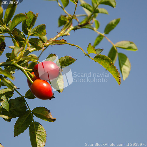 Image of Rosehips at a branch