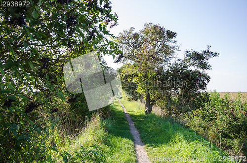 Image of Narrow footpath surrounded of elderberries