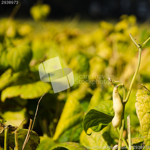 Image of Growing brown bean closeup