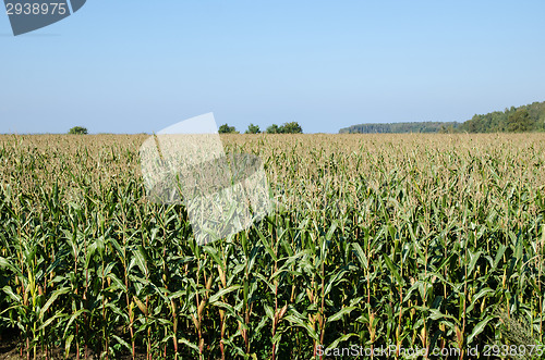 Image of Corn field view
