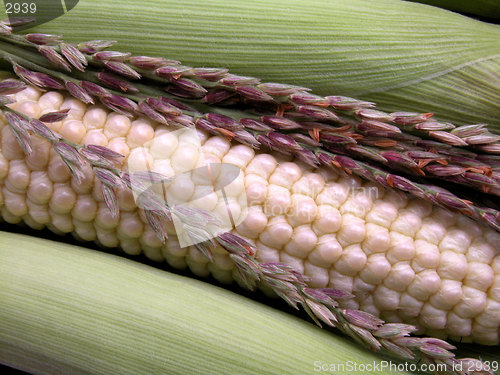 Image of corn