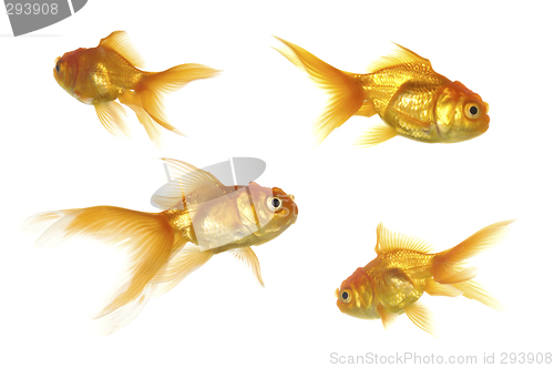 Image of Goldfish