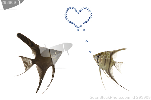 Image of Fish in love