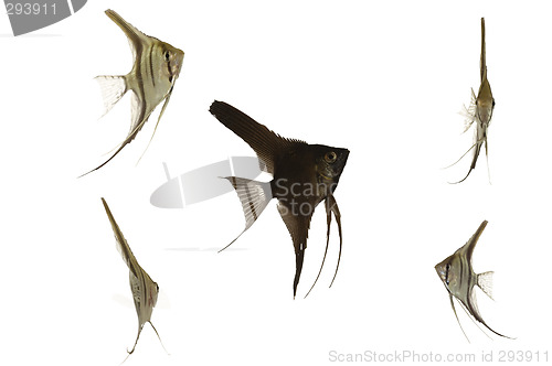 Image of Scalar fish on white background.