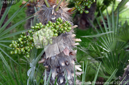 Image of Date palm fruit