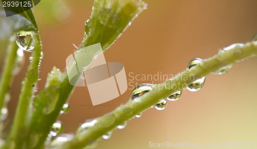 Image of water on plant