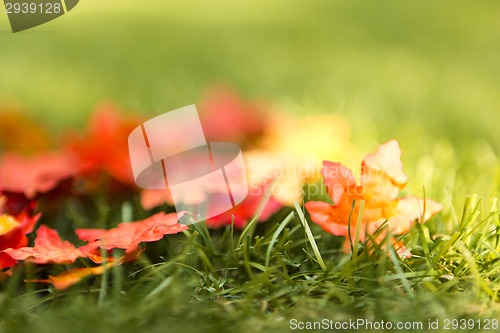 Image of autumn leaves