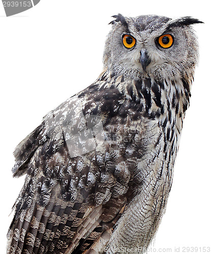 Image of Indian Eagle-Owl